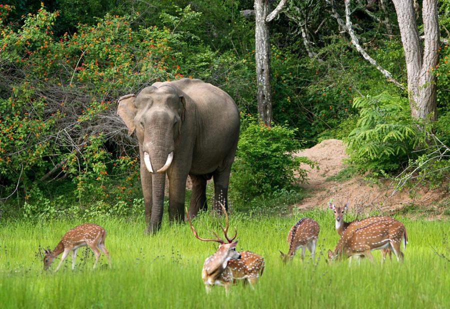 kaudulla national park safari