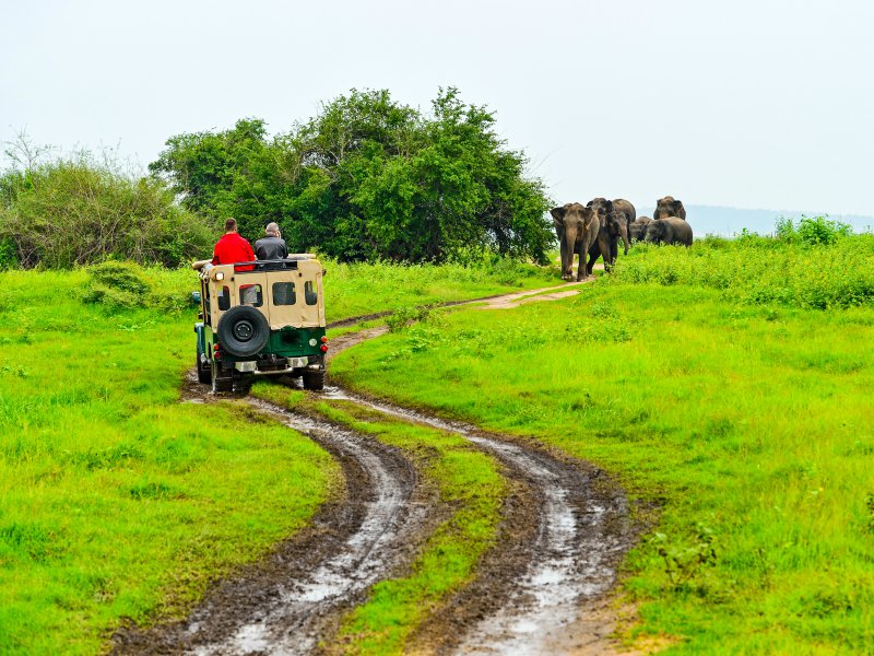 Minneriya National Park Safari