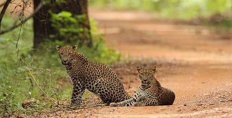 Wildlife and Nature in Sri Lanka