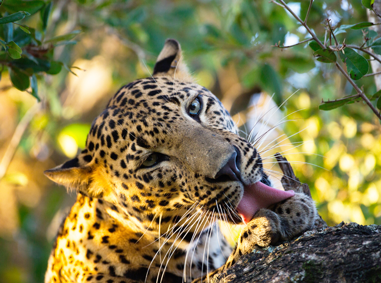 Yala National Park
