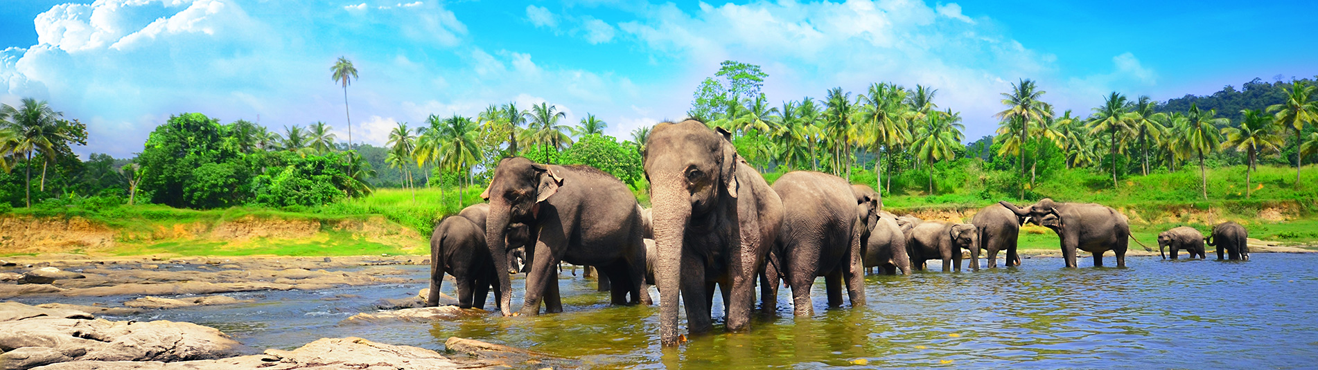 Пиннавела шри. Пиннавела Шри Ланка. Слоновий питомник Шри Ланка Пиннавела. Приют для слонов Пиннавела Шри-Ланка. Слоновий питомник на Шри Ланке.