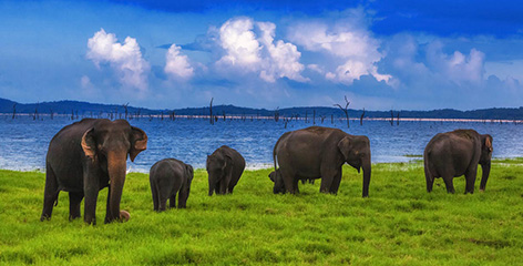 Sri Lanka Wildlife And Beach Tour