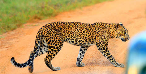 Leopard Watching in Sri Lanka