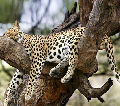 Leopard Safari Sri Lanka