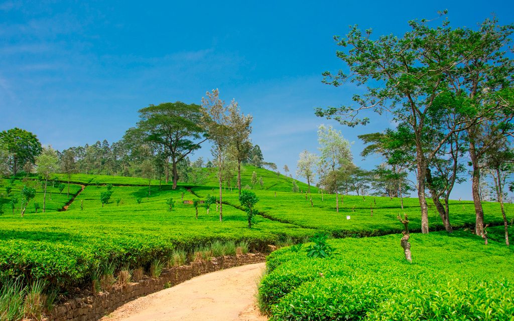 Halal Tours in Sri Lanka