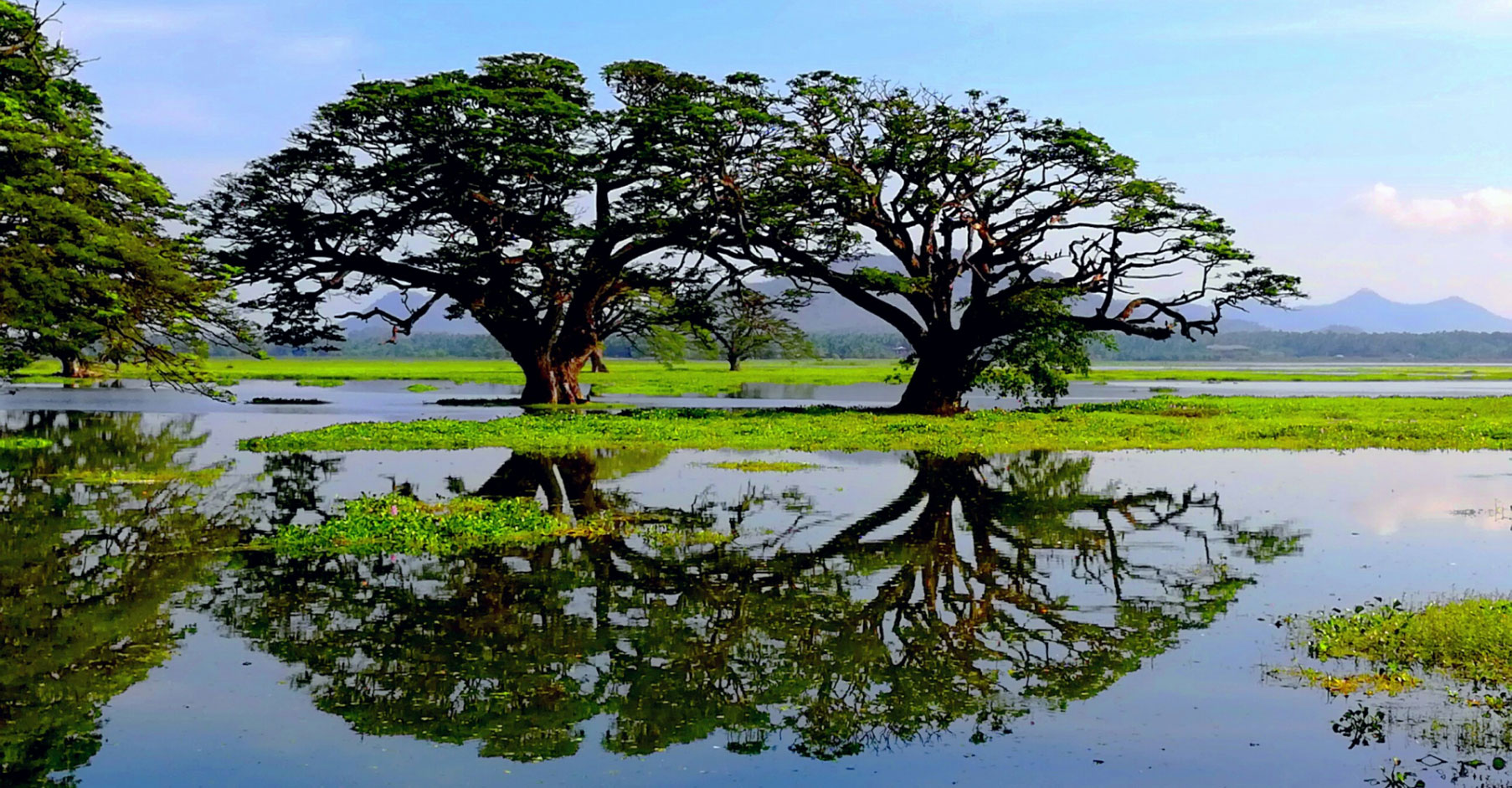 Озера шри ланки. Тиссамахарама Шри Ланка. Тиссамахарама Шри Ланка озеро. Озеро дерево дзен. Крупные реки и озера Шри Ланки.