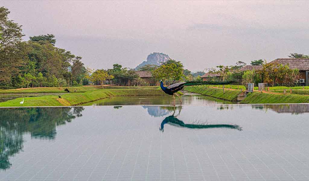 luxury-hotels-with-sigiriya-view