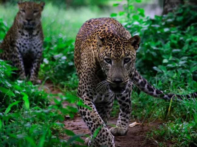 Wilpattu National Park