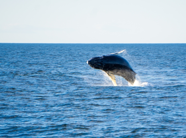 Whale Watching in Mirissa