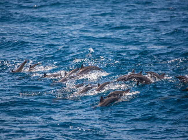 Whale watching in Trincomalee