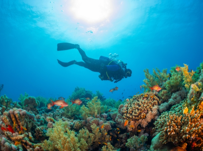scuba diving south coast Sri Lanka