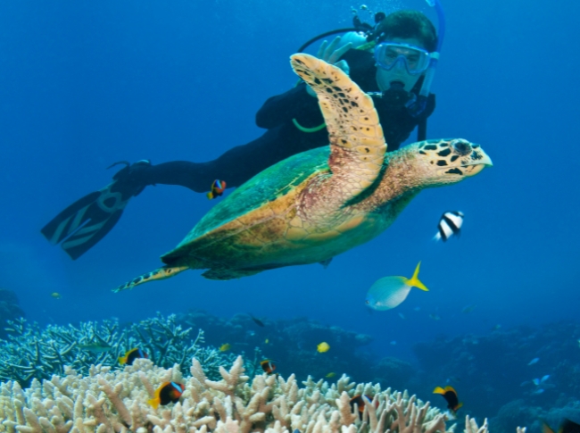 ocean diving experience southern Sri Lanka