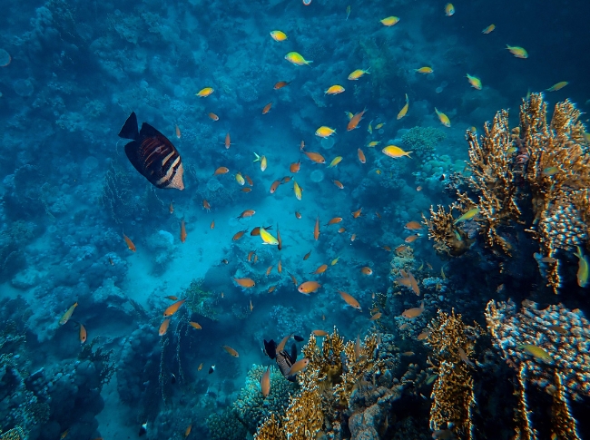 tropical fish diving southern Sri Lanka