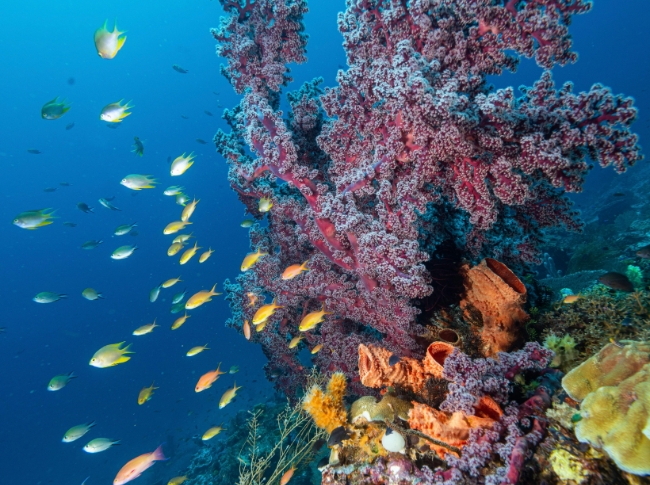 coral reef diving east Sri Lanka
