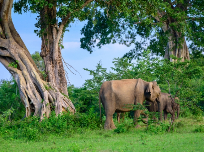Udawalawe National Park
