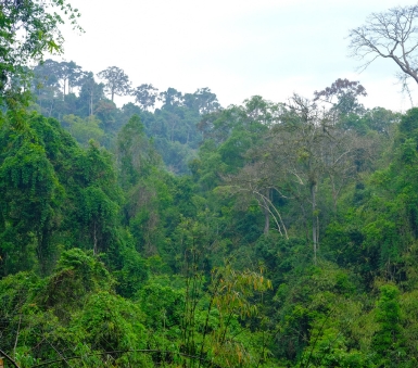 Kanneliya forest reserve trekking