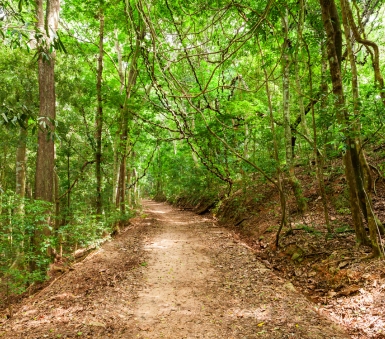 Udawattekele Sanctuary Sri Lanka