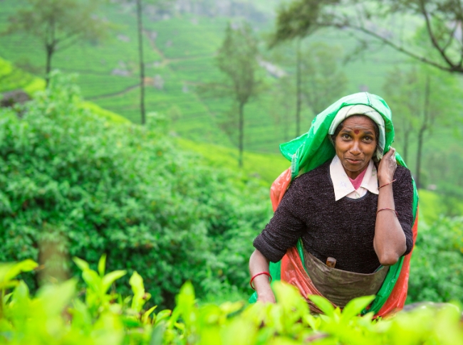 tea experiences in sri lanka