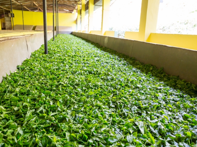 working tea factories in sri lanka