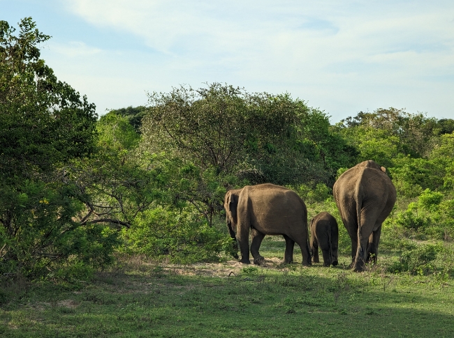 elephant sightings in sri lanka