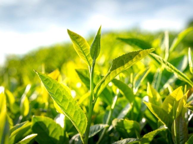 ceylon tea experiences in sri lanka