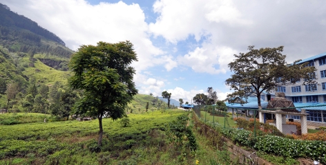 working tea factories in sri lanka