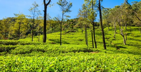 estate walks in nuwara eliya