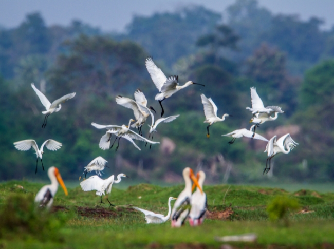 birdwatching in yala
