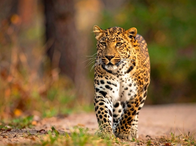 wilpattu safari leopard sightings
