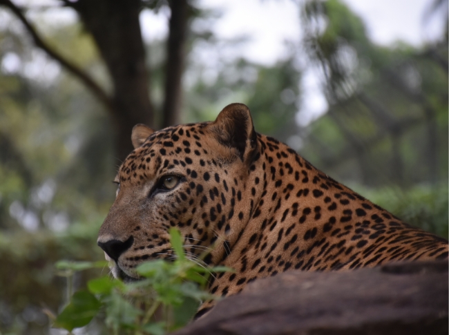leopards in sri lanka