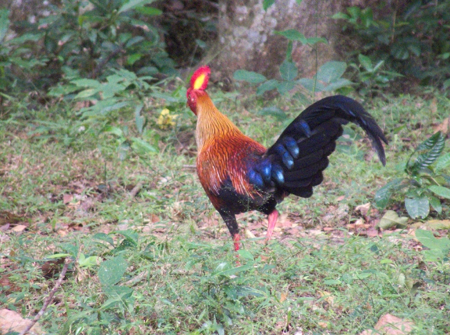 junglefowl national bird of sri lanka