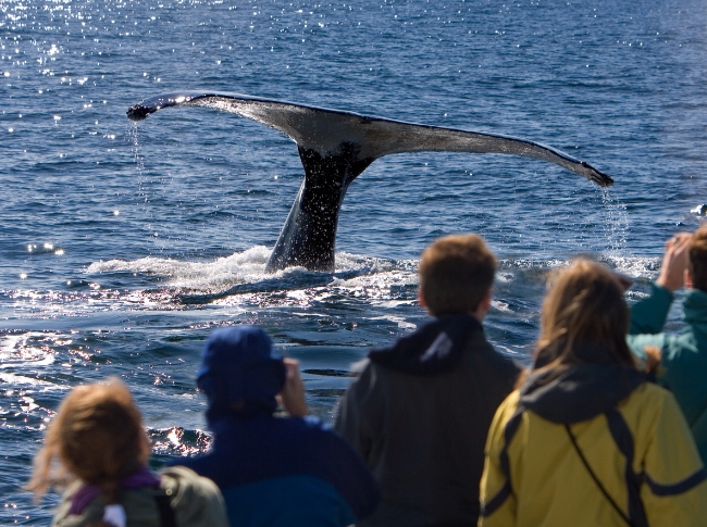 whale sightings in trincomalee