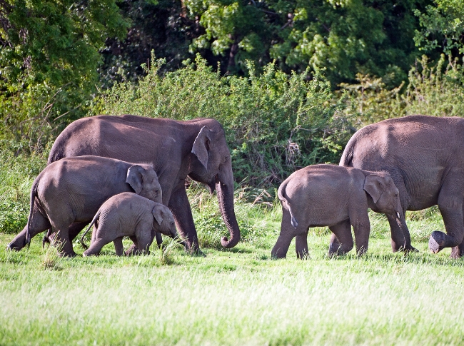 elephant gatherings in sri lanka