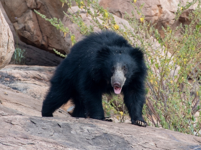 sloth bear in sri lanka