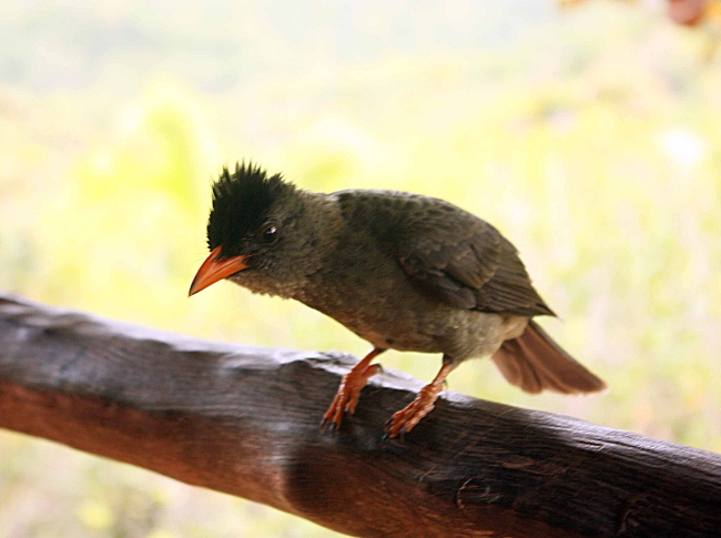 endemic birds in sri lanka