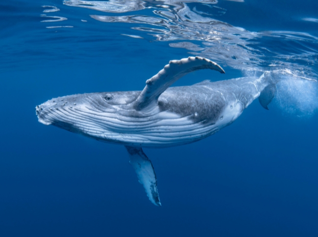 blue whale spotting in sri lanka