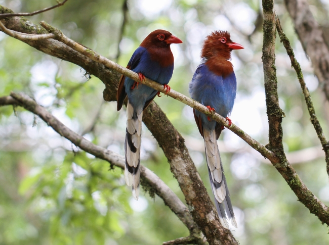 blue magpie in sri lanka