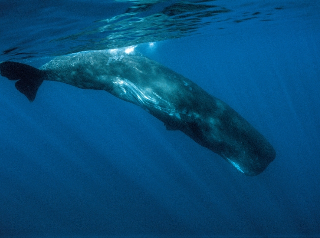 sperm whales in sri lanka
