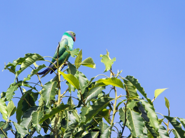 parakeets endemic to sri lanka