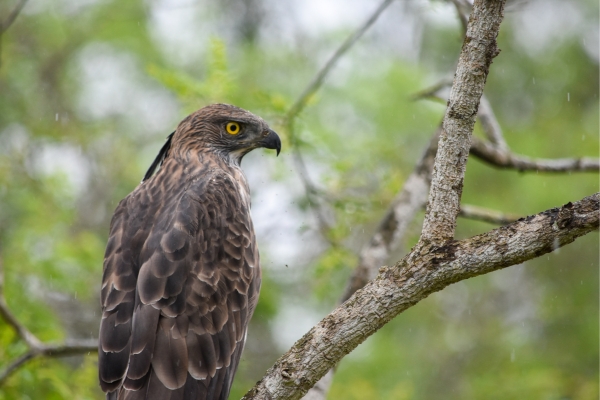birdwatching in wilpattu