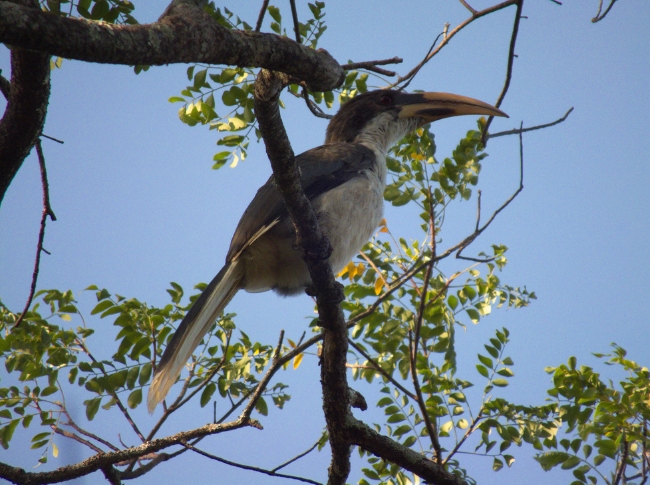 endemic bird spotting in sri lanka