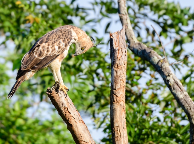luxury birdwatching tours in sri lanka