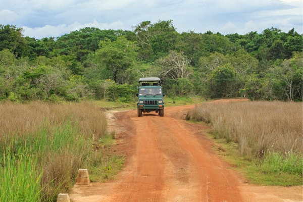 safari roads in wilpattu