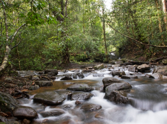 sinharaja rainforest tours in sri lanka