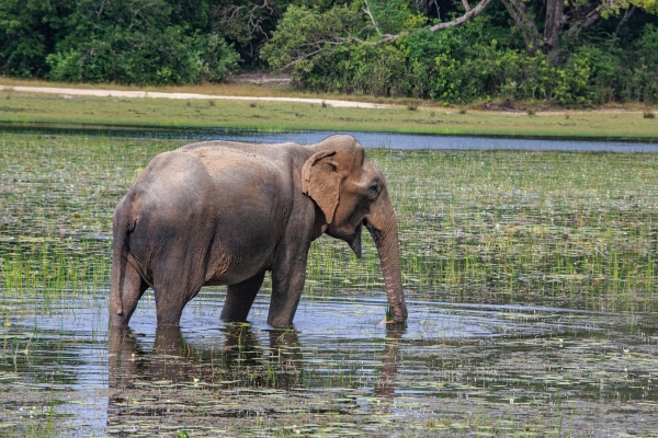 the famous villus of wilpattu
