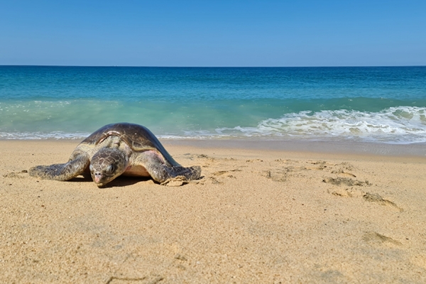 turtle watch in tangalle
