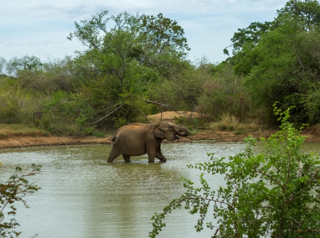 udwalawa safari tours